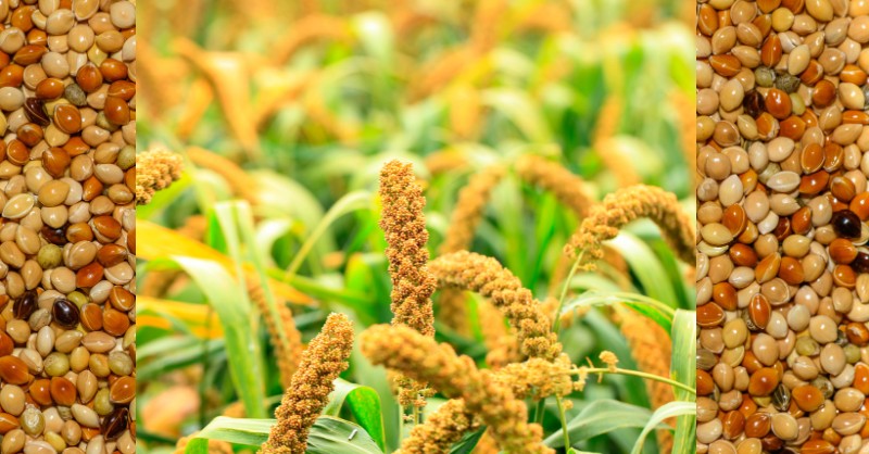 amaranth, ancient grains, ancient grains health benefits, are millets good for weight loss, barnyard millet, benefits of eating millets daily, best millet flour brands, best millet flour for baking, best millets for diabetes, brown top millet, buckwheat, buy millets online, cooking with millets, finger millet (ragi), fonio, foxtail millet, gluten-free grains, gluten-free millets, health benefits of millets, healthy millet recipes, healthy millets, how to cook millet for breakfast