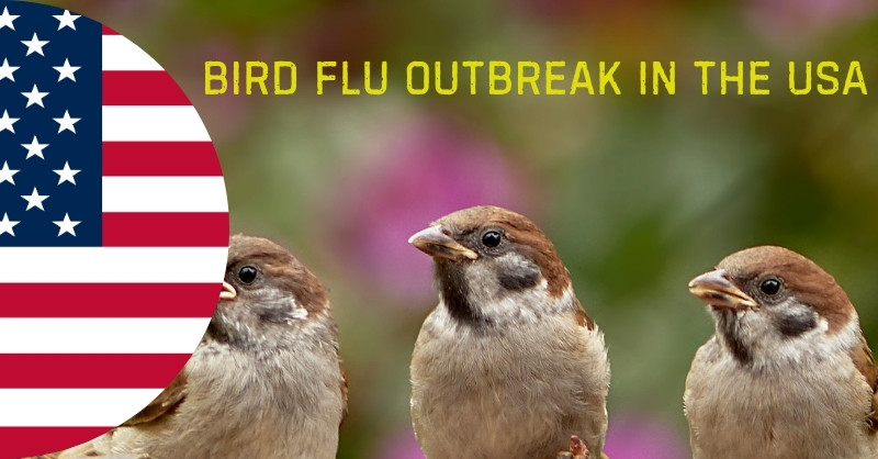 avian flu cases in USA, avian flu spread in wild birds, avian influenza news USA, avian influenza outbreak USA, avian influenza zoonotic potential, backyard chickens and bird flu, bird flu 2025, bird flu and food safety concerns, bird flu cases near me 2025, bird flu economic impact, bird flu human cases USA, bird flu in America, bird flu in dairy cows, bird flu mortality rate
